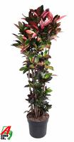 Codiaeum Mrs Iceton branched