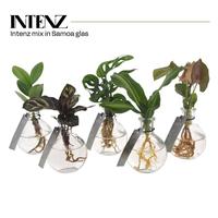 Hydroponic in varieties in Samoa glass