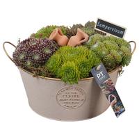 PTS7362 Arrangement Sempervivum in metal pot