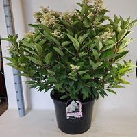 Hydrangea pan. Early Harry