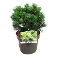 Pinus nigra Nana