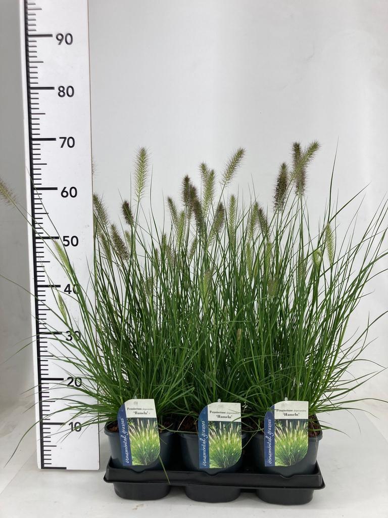 Picture of Pennisetum alopecuroides Hameln P17 (2 Ltr)