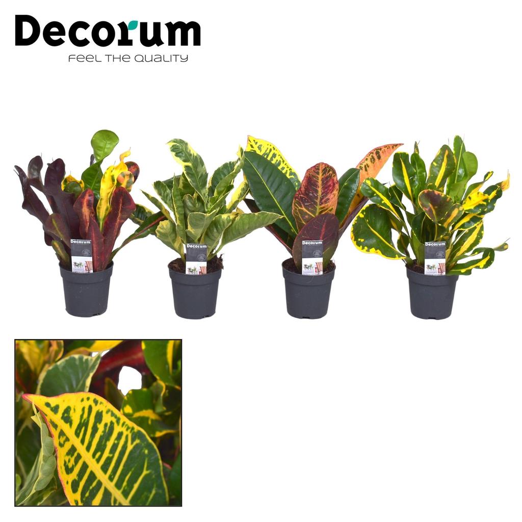 Bild von Croton head cutting varieties (Decorum) P7 20CM
