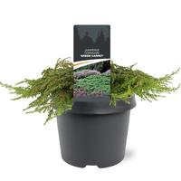 Juniperus com. Green Carpet