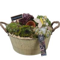 PTS7309 Arrangement Sempervivum in metal pot