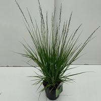 Molinia cae. Edith Dudszus