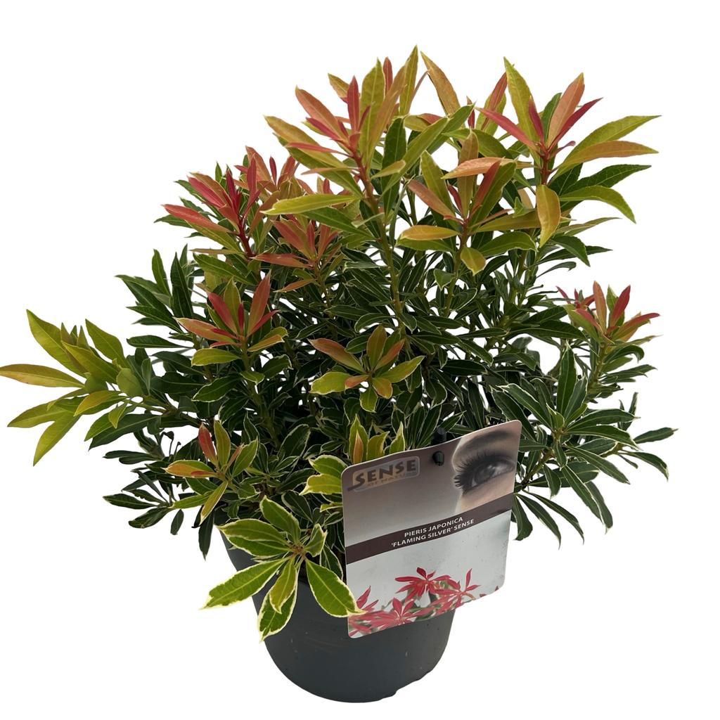 Obrázek Pieris jap. Flaming Silver P19 (3 Ltr)