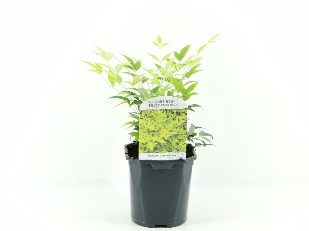 Billede af Nandina dom. Lemon Lime P17 (2 Ltr) Square