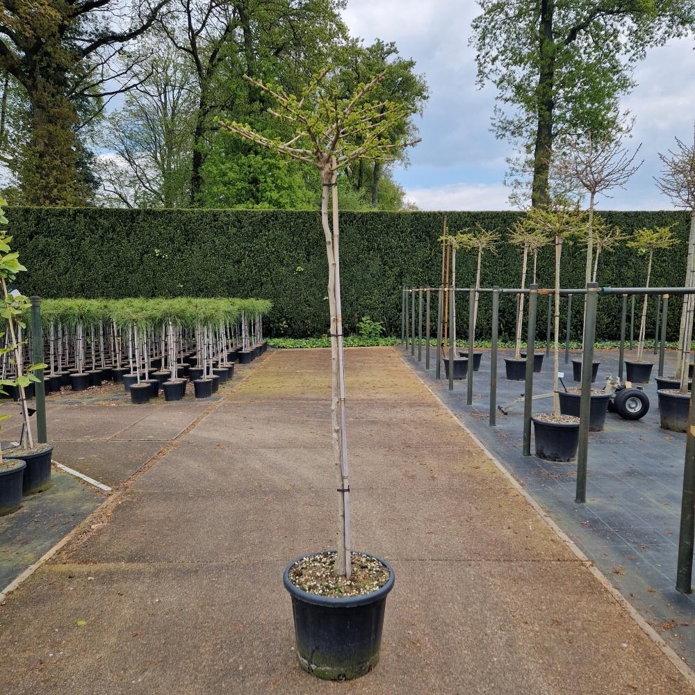 Afbeeldingen van Ginkgo biloba Mariken C65 150/STD