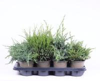 Juniperus in varieties