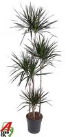 Dracaena Magenta 120-90-60-30
