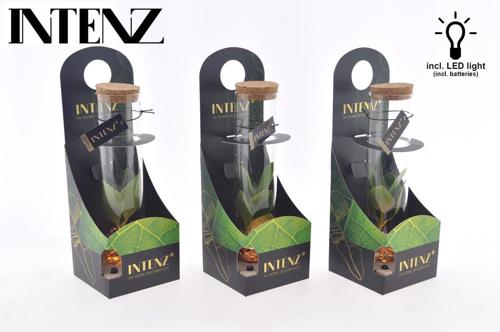 Picture of Hydroponic Clusia in Tube glas + LED + giftbox P5 10CM