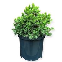 Picea a. Tompa