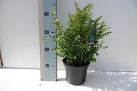Lonicera nit. Elegant