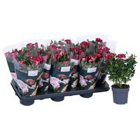 Rosa Nolina Special Gigi