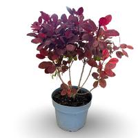 Cotinus coggygria Royal Purple