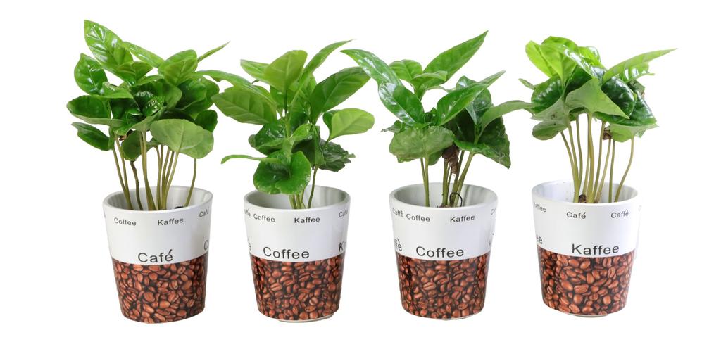 Picture of Coffea Arabica in pots with deco P6 18cm