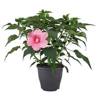 Hibiscus Extreme Hot Pink