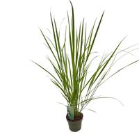 Panicum virg. Northwind
