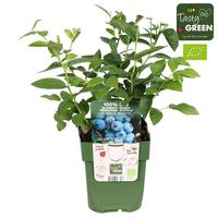 Vaccinium cor. Brigitta Blue