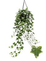 Hedera helix Mint Kolibri