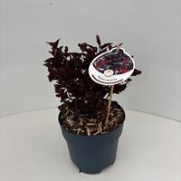Physocarpus opu. All Black