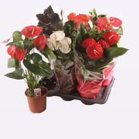 Anthurium in varieties 5 colors