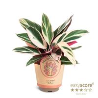 Calathea Trio Star