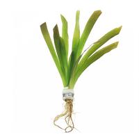 Vallisneria giganthea BUNDEL 5cm Tray 10 × 60 £ 1.79 (Tray) £ 1.77 Shelf £ 1.77 Trolley Tray £ 1.79 × 10 (0.3%)