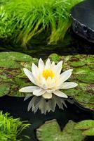 Nymphaea Lemon Mist