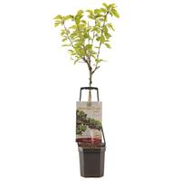 Prunus av. Sunburst - Wonder Tree