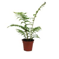 Cyathea Cooperii (Australian Tree Fern) no label