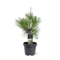 Pinus wallichiana