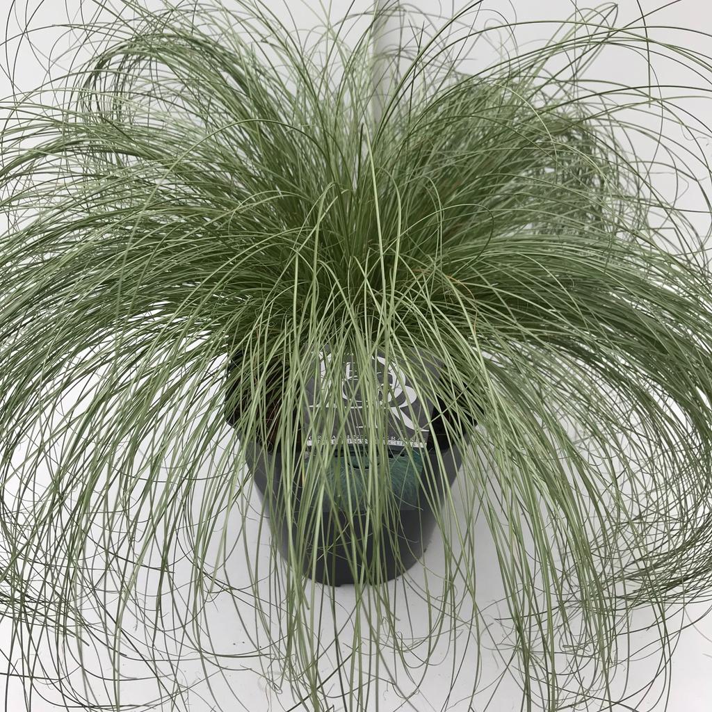 Picture of Carex Frosted Curls P23 (5 Ltr) SQUARE