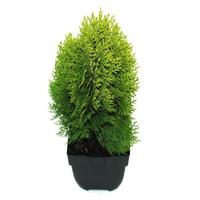 Platycladus orient. Aurea Nana