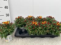 Chrysant Gardenmum yellow-red