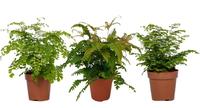 Adiantum in varieties (INDOOR)