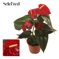Anthurium Easy Red Selected