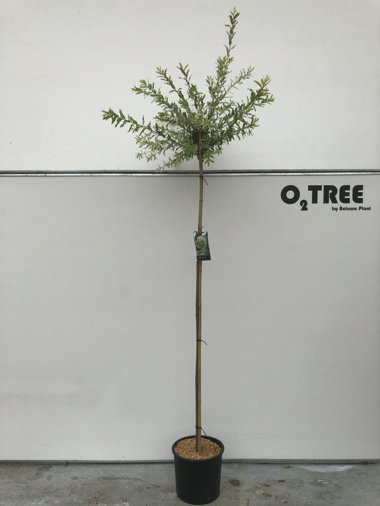 Afbeeldingen van Salix int. Hakuro-nishiki P32 (15 Ltr) 180/STD