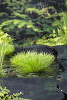 Scirpus cernuus