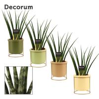 Sansevieria Fernwood in Lynn (Silent moods-collection)