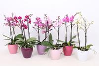 Phalaenopsis hybrid Multiflora varieties in Sofia ceramic