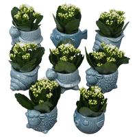 PTSUT8942 Arrangement Summer in animal pot