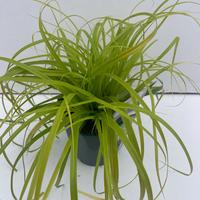 Carex osh. Everillo