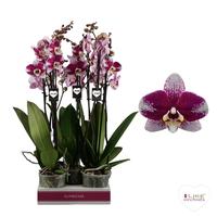 Phalaenopsis hybrid Barcelona