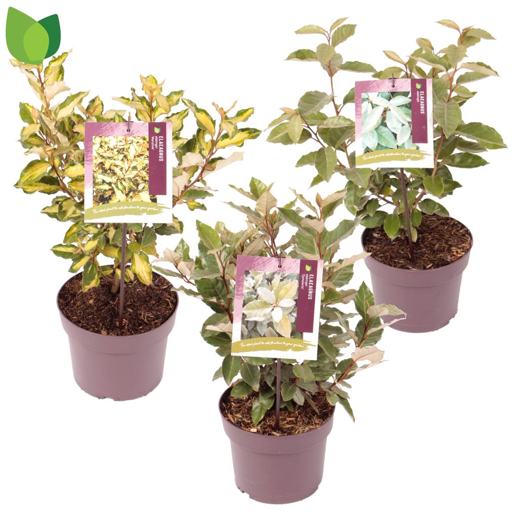 Picture of Elaeagnus ebbingei in varieties P19 (3 Ltr)