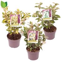 Elaeagnus ebbingei in varieties