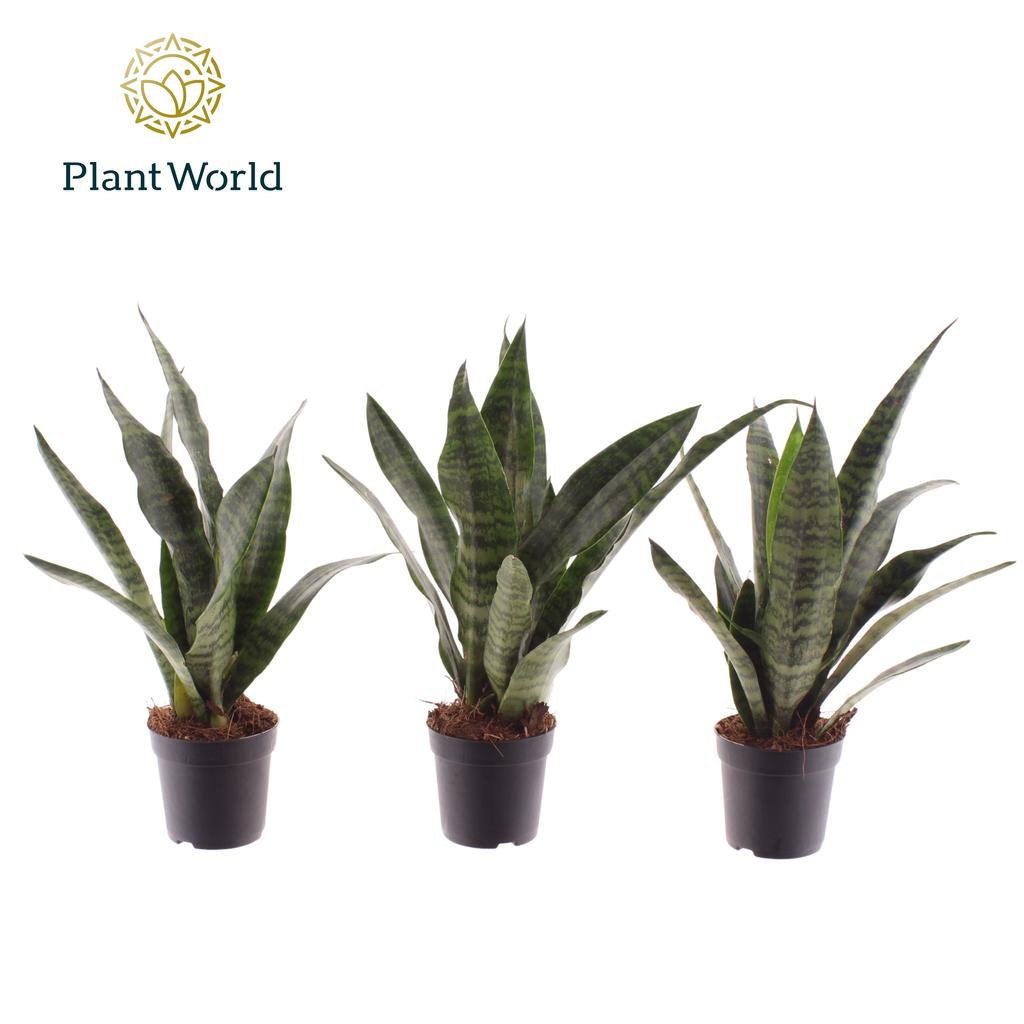 Picture of Sansevieria Black Coral (Decorum) P7 25CM