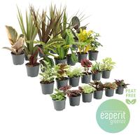 Houseplants Greenss varieties