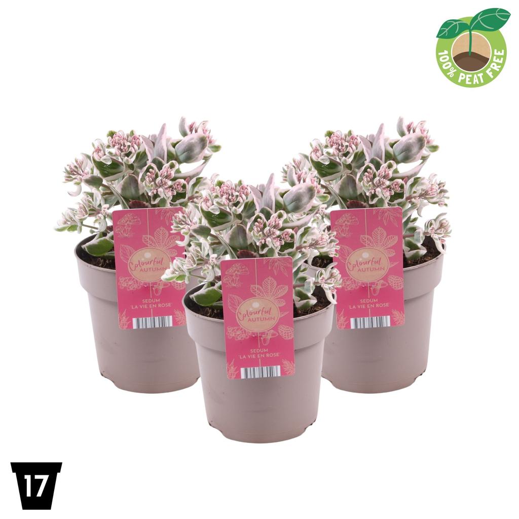 Picture of Sedum La Vie en Rose P17 (2 Ltr)